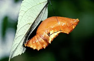 Birdwing: Pupa of Cairns birdwing butterfly