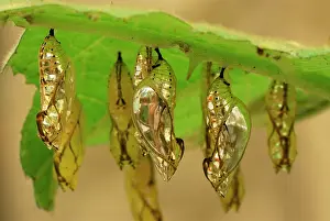 Clearwing: Pupa of Orange-spotted Tiger Clearwing - under leaf