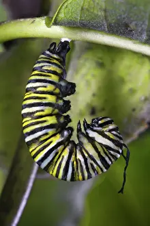 Nymphalid: Pupating Monarch Caterpillar