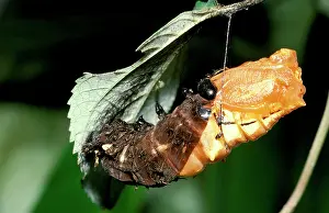 Birdwing: Pupating stage of Cairns birdwing butterfly
