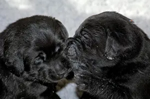 300517: Puppies, black Labrador Retriever