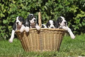 Scenthound: Puppies dogs Ariegeois in basket in meadow