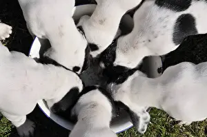 Scenthound: Puppies dogs Ariegeois eating
