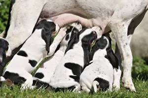 Scenthound: Puppies dogs Ariegeois sucking mother