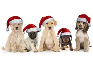 161018: Puppies in a row wearing Christmas hats, Cockapoo