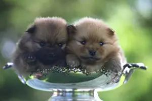 Unsharp: Puppies Spitz lying in a cup of fruits