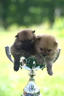 Unsharp: Puppies Spitz sat in a cup of competition