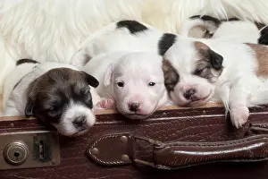Suitcase: Puppies in a suitcase