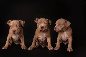 Exemptable: Puppy American Pit Bull Terrier sit on black background