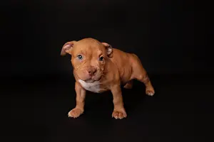 Exemptable: Puppy American Pit Bull Terrier sit on black background