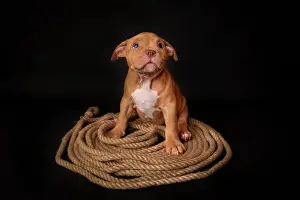 Exemptable: Puppy American Pit Bull Terrier sitt on a jute cord