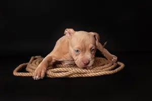 Exemptable: Puppy American Pit Bull Terrier sitt on a jute cord