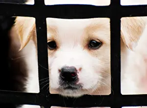Caged: Puppy behind bars Cute little puppy want to go out
