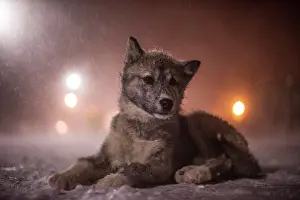 Sled: Puppy Canadian Eskimo Dog waiting in the blizzard