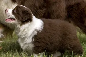 Softnesses: Puppy Dog race Australian Shepherd beside its mother
