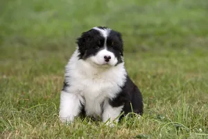 Tranquillity: Puppy Dog race Australian Shepherd sitting in the grass