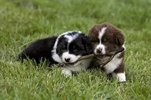 Unsharp: Two Puppy Dogs race Australian Shepherd playing