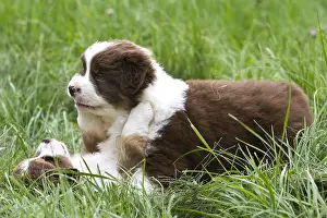 Confrontations: Puppy Dogs race Australian Shepherd playing