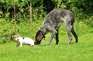 Older: Puppy meeting older dog in garden