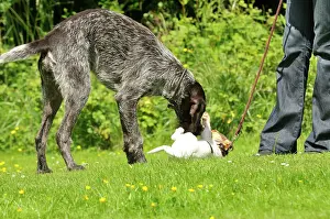 Older: Puppy meeting older dog in garden