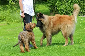 Older: Puppy meeting older dog in garden