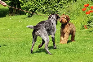 Older: Puppy meeting older dog in garden