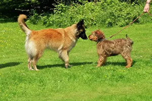 Older: Puppy meeting older dog in garden
