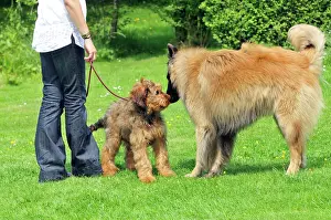 Older: Puppy meeting older dog in garden