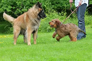 Older: Puppy meeting older dog in garden