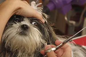 Scaring: Puppy Shih Tzu in the toilet worried about scissors