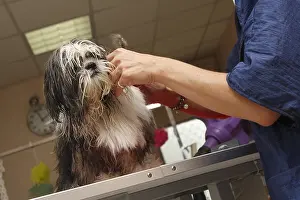 Toilets: Puppy Shih Tzu in the toilets France