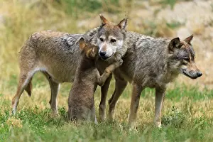 Wolf: Puppy shows affection to adult wolves in a natural environment