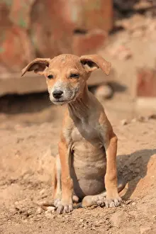 Towns: Puppy sitting on the ground Varanasi India