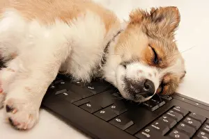 Keys: Puppy sleeping on a computer keyboard