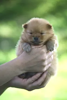 Unsharp: Puppy Spitz in the hands of his owner