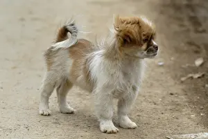 Hamlets: Puppy in a village near Lake Lugu