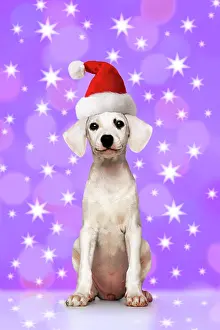 Dalmatians: Puppy wearing a Santa Hat