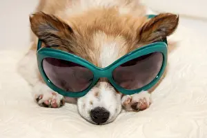 Sunglasses: Puppy wearing sunglasses