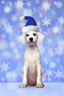 Composition: Puppy, white, seated, with a blue Santa hat, snowflakes