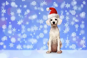Composition: Puppy, white, seated, with a red Santa hat, snowflakes