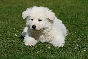 Alsatians: Puppy, White Swiss Shepherd, 7 weeks old Weisser