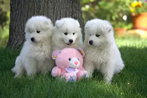 Samoyed: Pups Samoyede sat in the garden with a plush toy