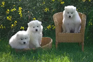 Samoyed: Pups Samoyedes in a garden