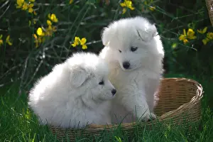 Samoyed: Pups Samoyedes in a garden