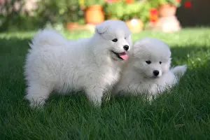 Samoyed: Two Pups Samoyedes standing in a garden