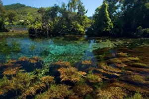 Amazingly: Pupu Springs - amazingly clear water of Te Waikorupupu