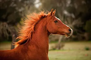 Pura: Pura Raza Arabe, Arabian horse, chestnut with blaze