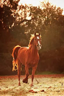 Pura: Pura Raza Arabe, Arabian horse, chestnut with blaze