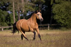 Pura: Pura Raza Espaola stallion dun galloping in the