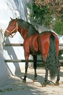 Andalucian: Pure Blood Andalusian Horse